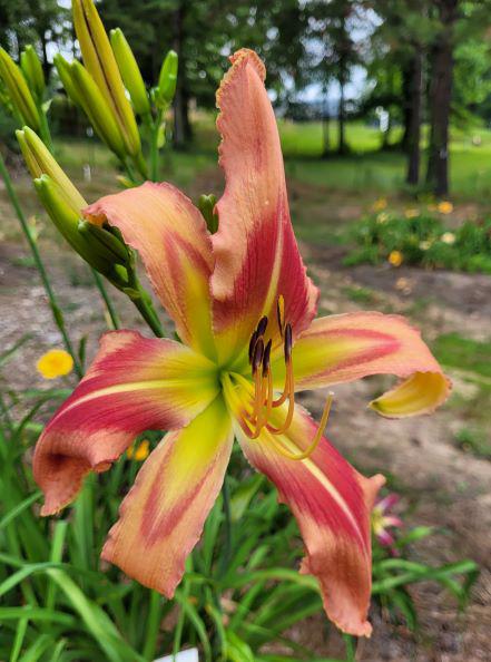 SC Hot Lips AUCTION